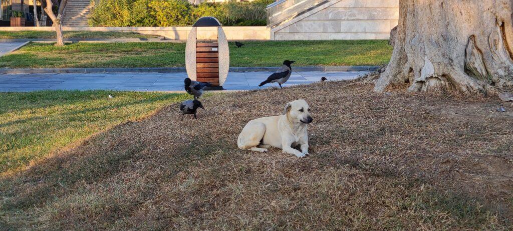 Stray Dog Baku Boulevard