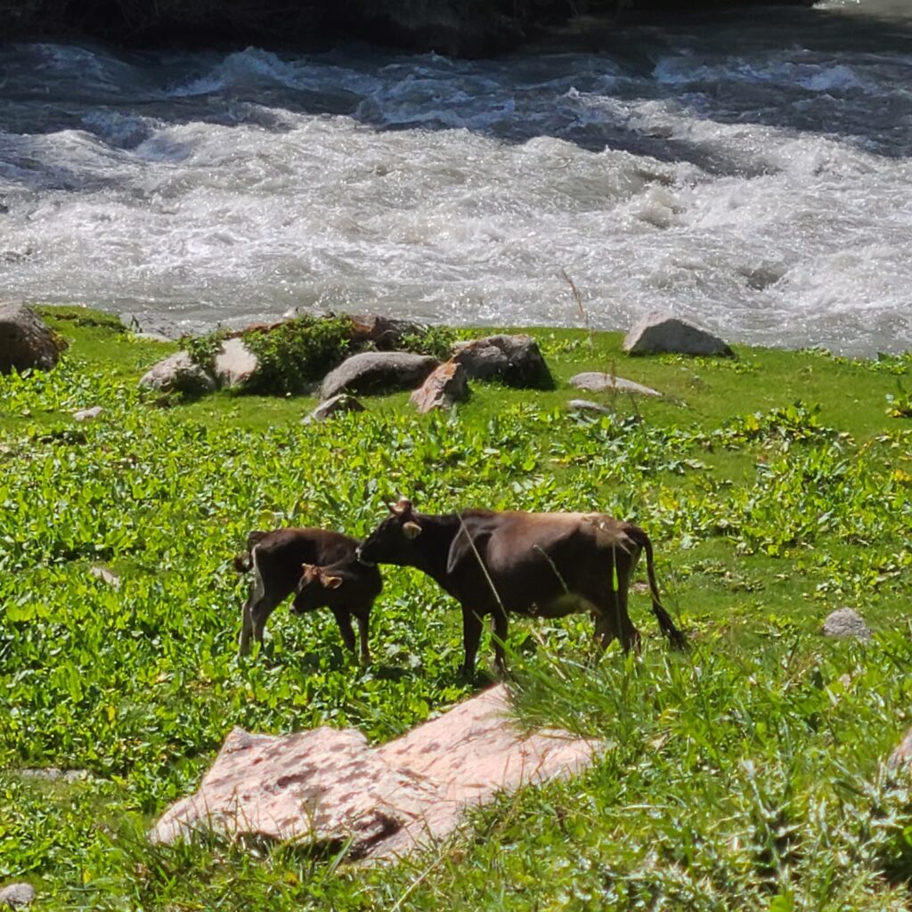 Trekking & Overnight Yurt Stay in Altyn Arashan 8 Altyn Arashan Cows