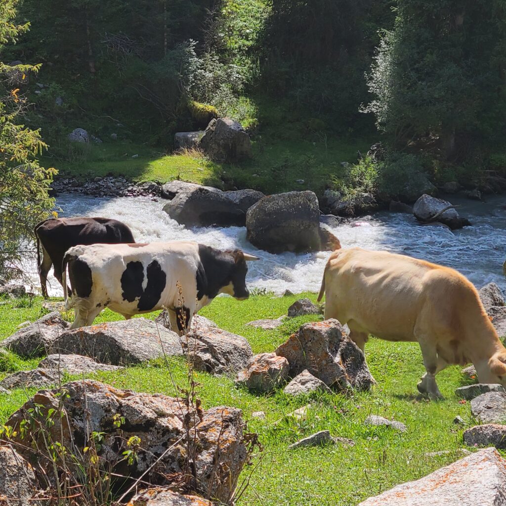 Trekking & Overnight Yurt Stay in Altyn Arashan 9 Altyn Arashan Cows