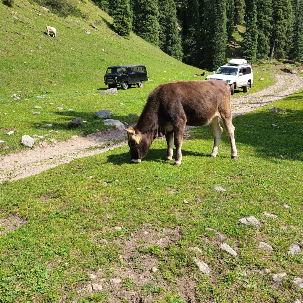 Trekking & Overnight Yurt Stay in Altyn Arashan 10 Altyn Arashan Cows