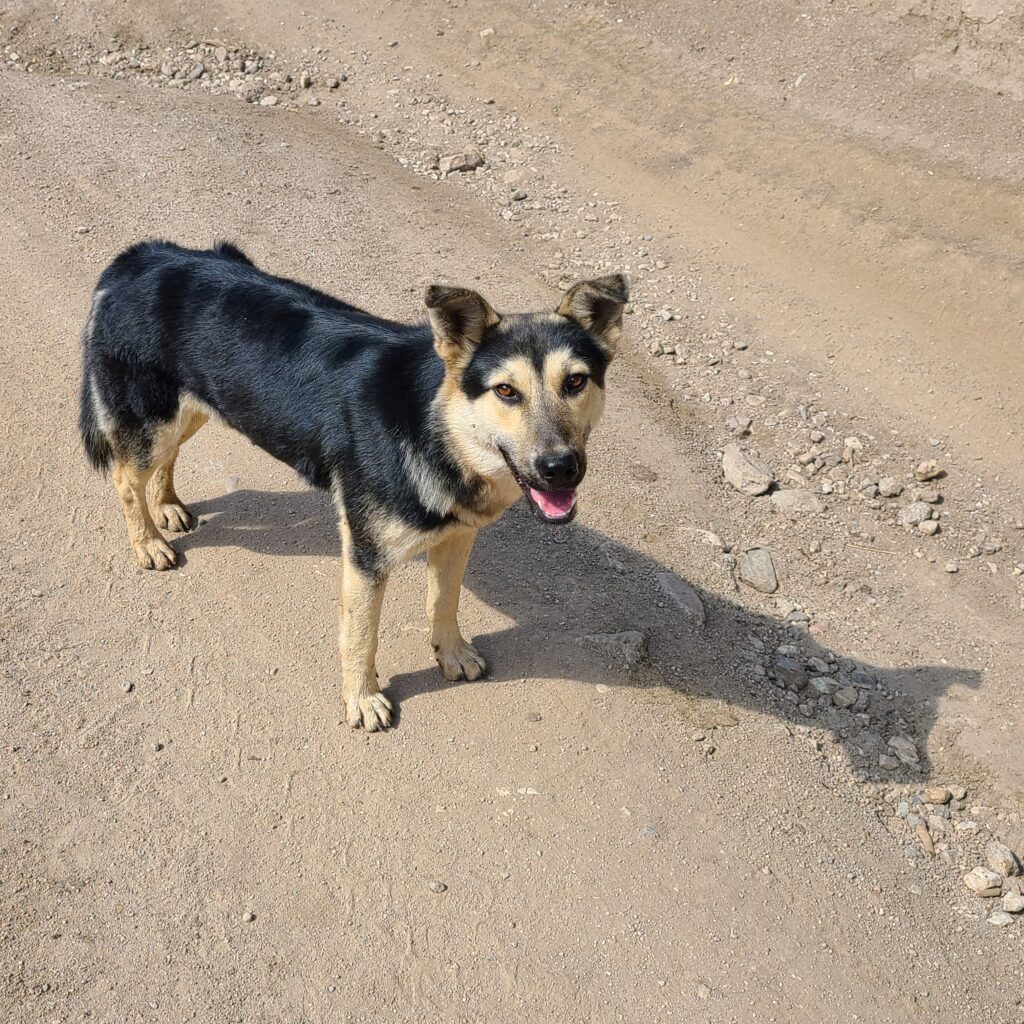 Trekking & Overnight Yurt Stay in Altyn Arashan 11 Altyn Arashan Wild Dog