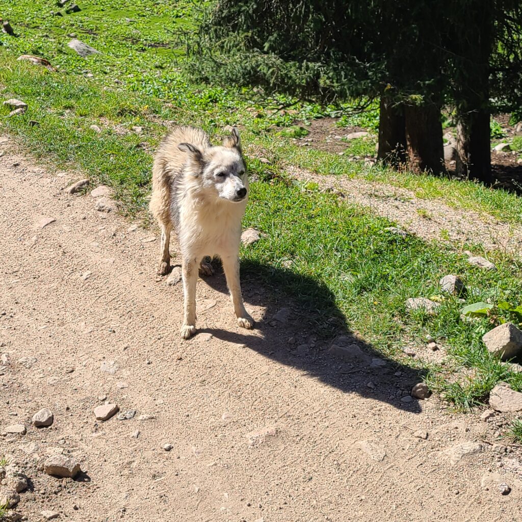 Trekking & Overnight Yurt Stay in Altyn Arashan 30 Altyn Arashan Wild Dog 2