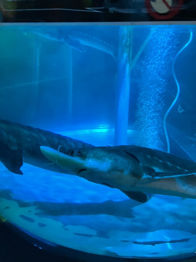 Okhotsk Tower Aquarium