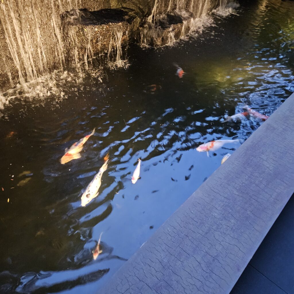 Kimpton Da An Garden Koi Fish